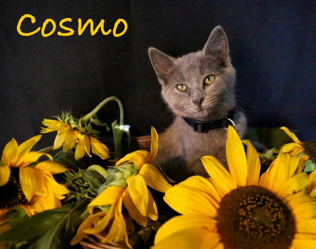 Cosmo