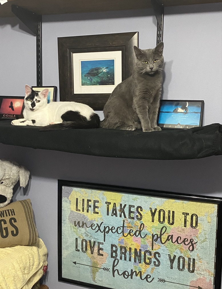 Cat on shelf