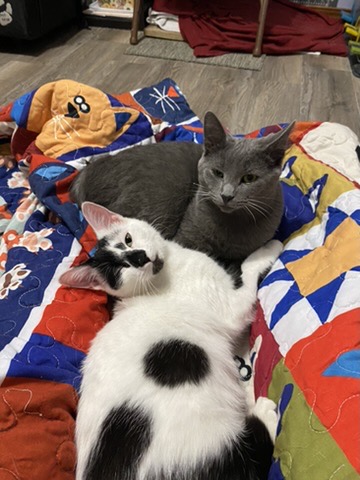 Cat on bed