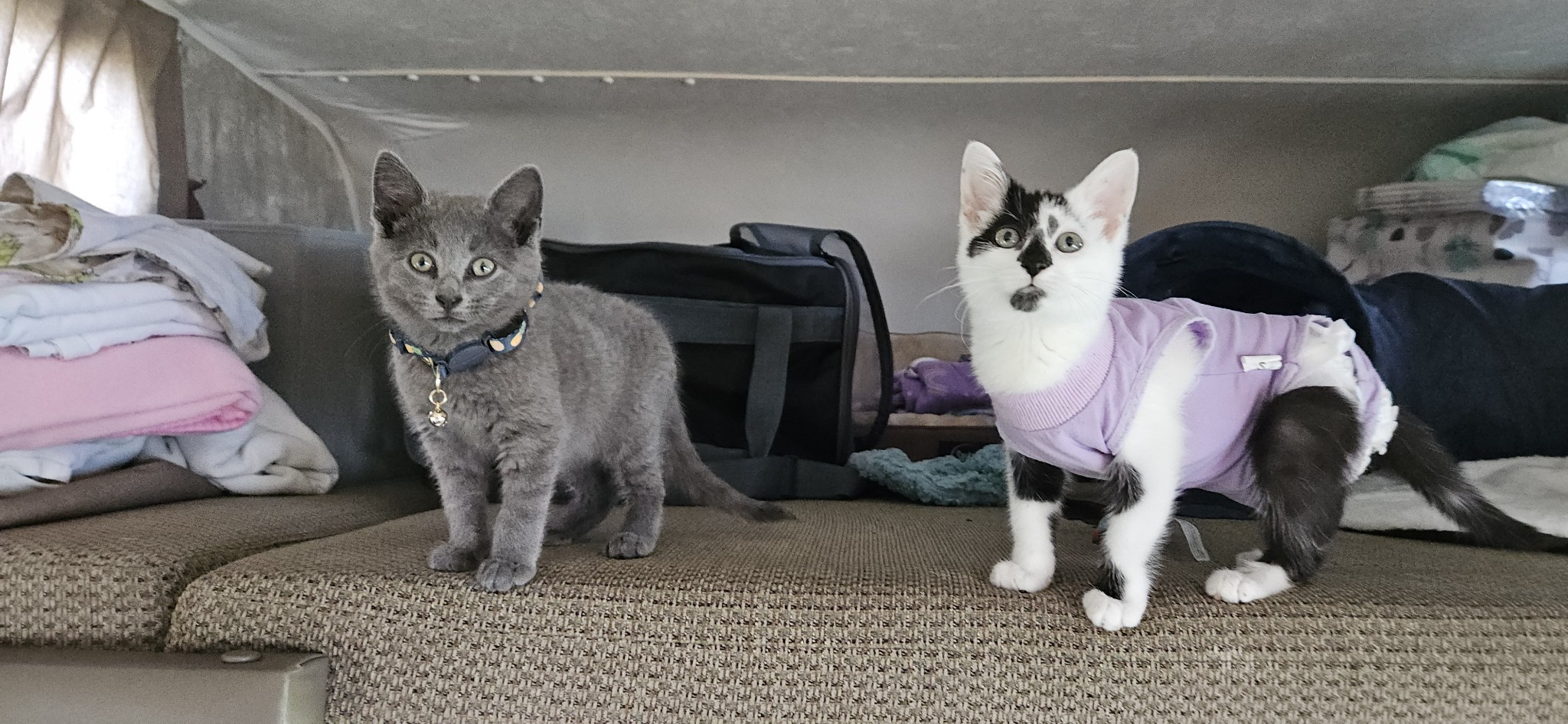 Cats together in bunk