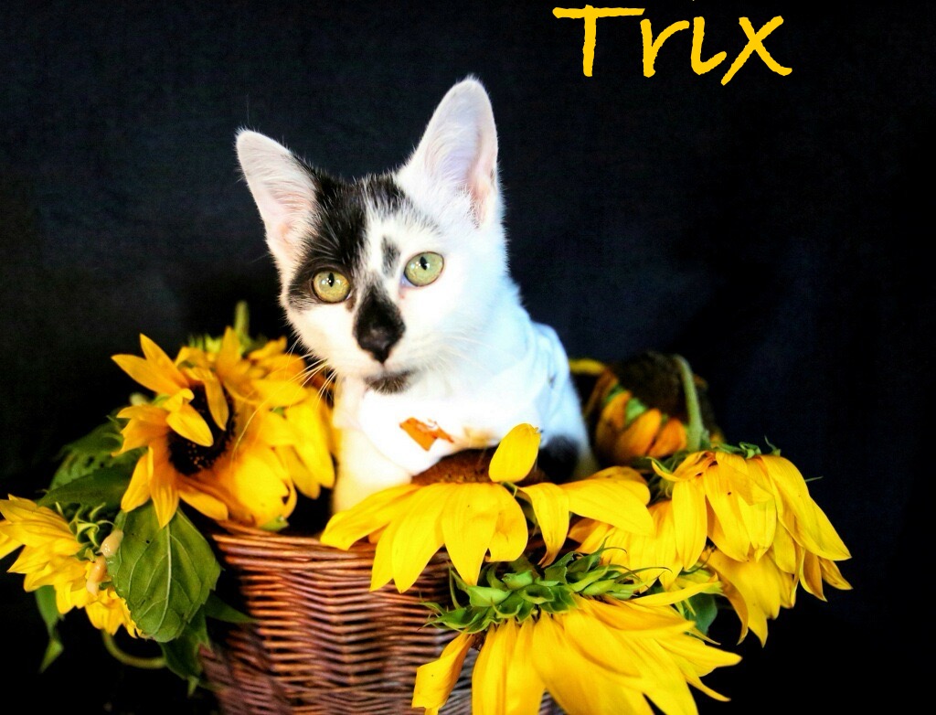 Trix